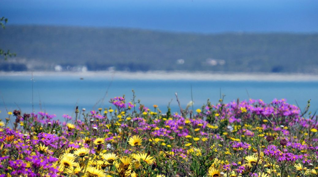 Lagoon Flowers